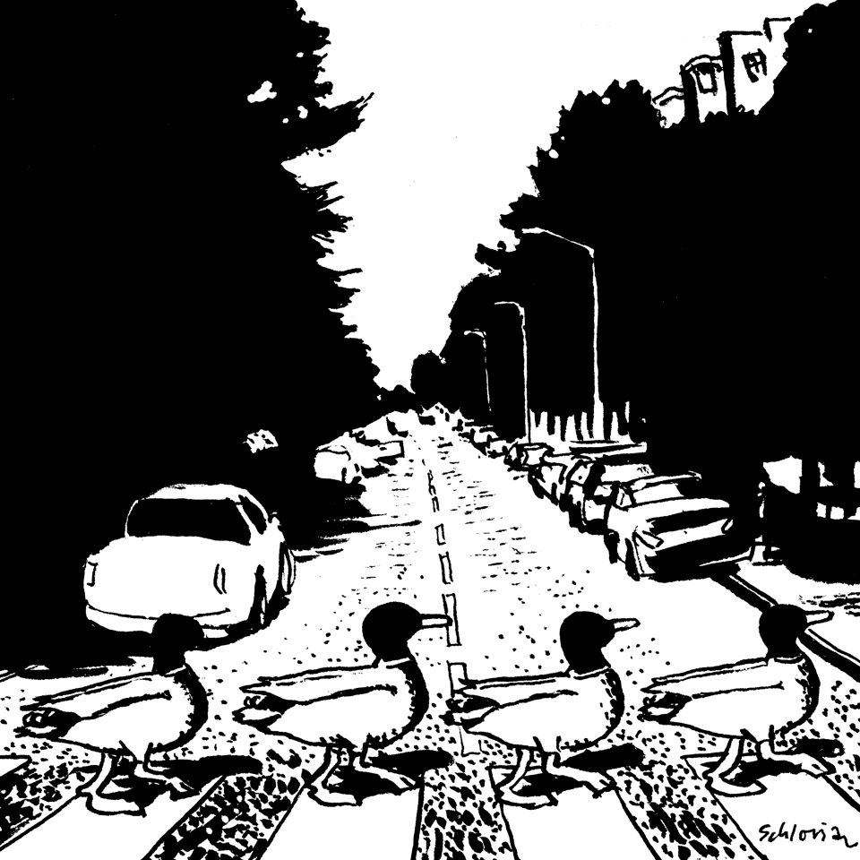 ducks on abbey road